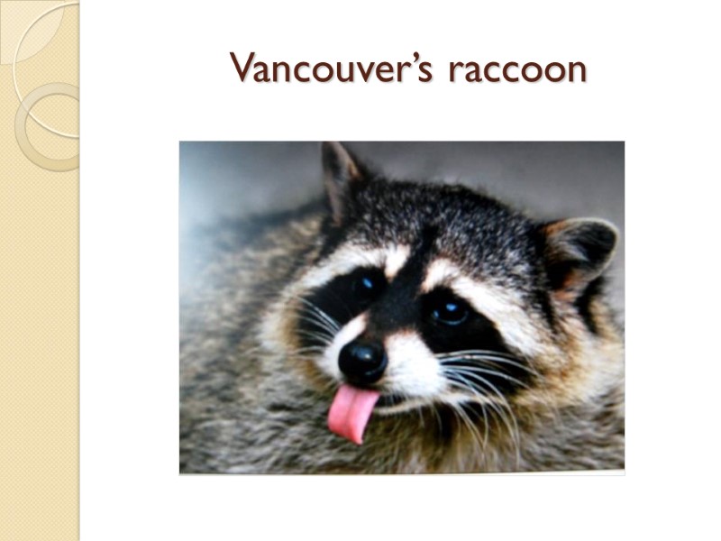 Vancouver’s raccoon